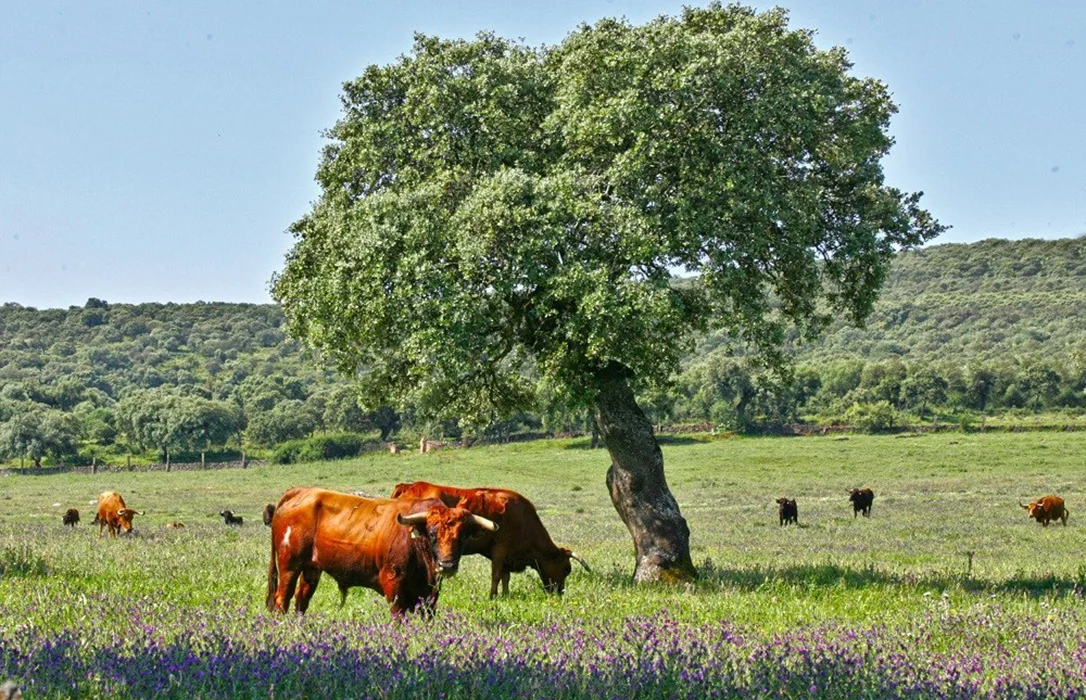 Extremadura