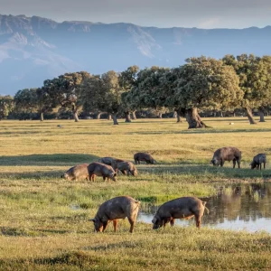 De la dehesa a la mesa. Visita al Risco Extremeño y degustación de jamón.