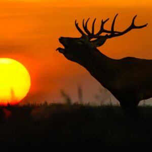 Berrea en la Sierra de San Pedro: Safari Exclusivo en Grupo Reducido y Cena Campera Bajo las Estrellas.